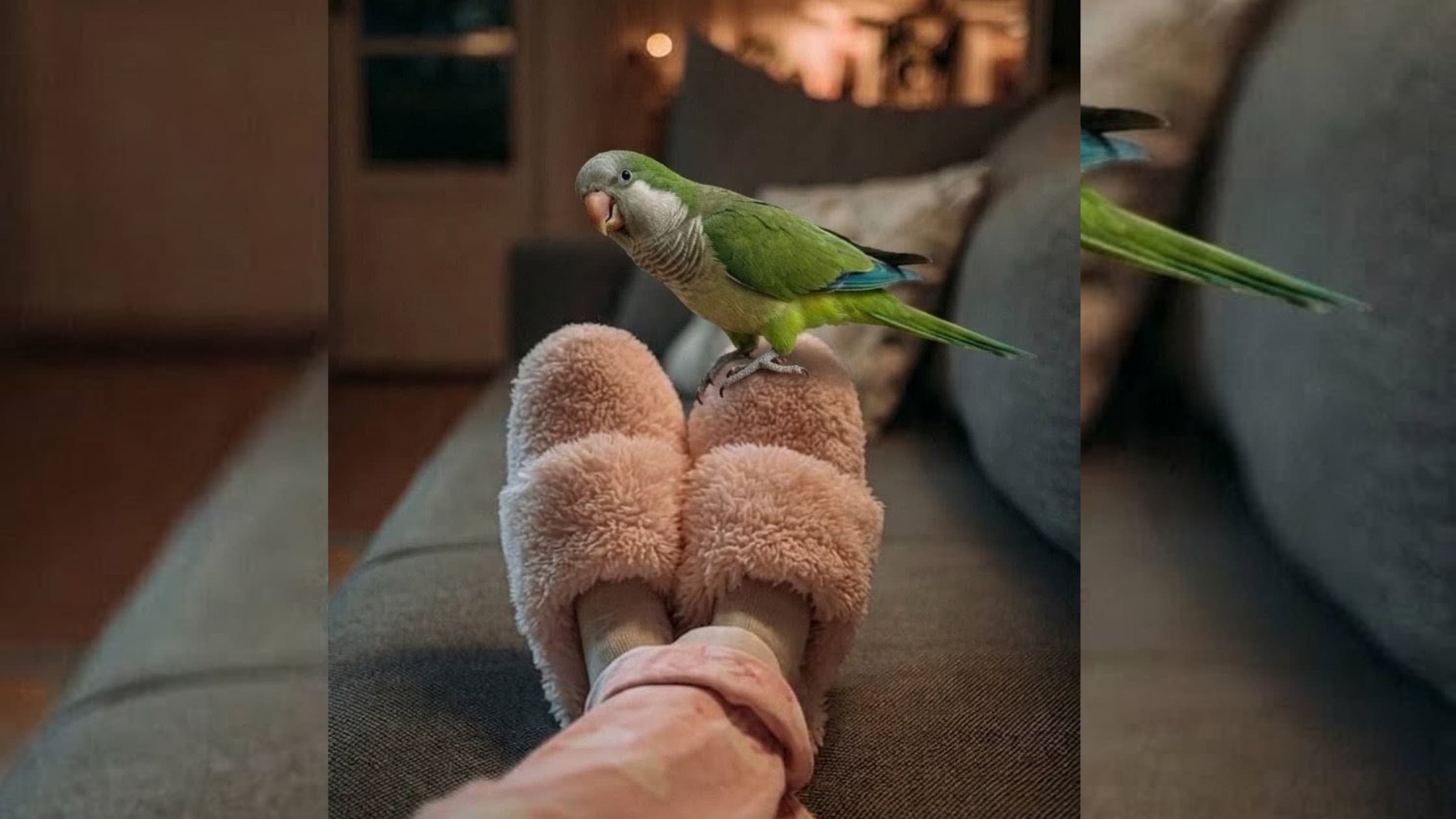 The Crazy Bird That Outsmarts Everyone (A Powerful Business Lesson From a Strange Bird)